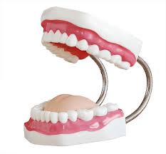 closeup-model-of-teeth